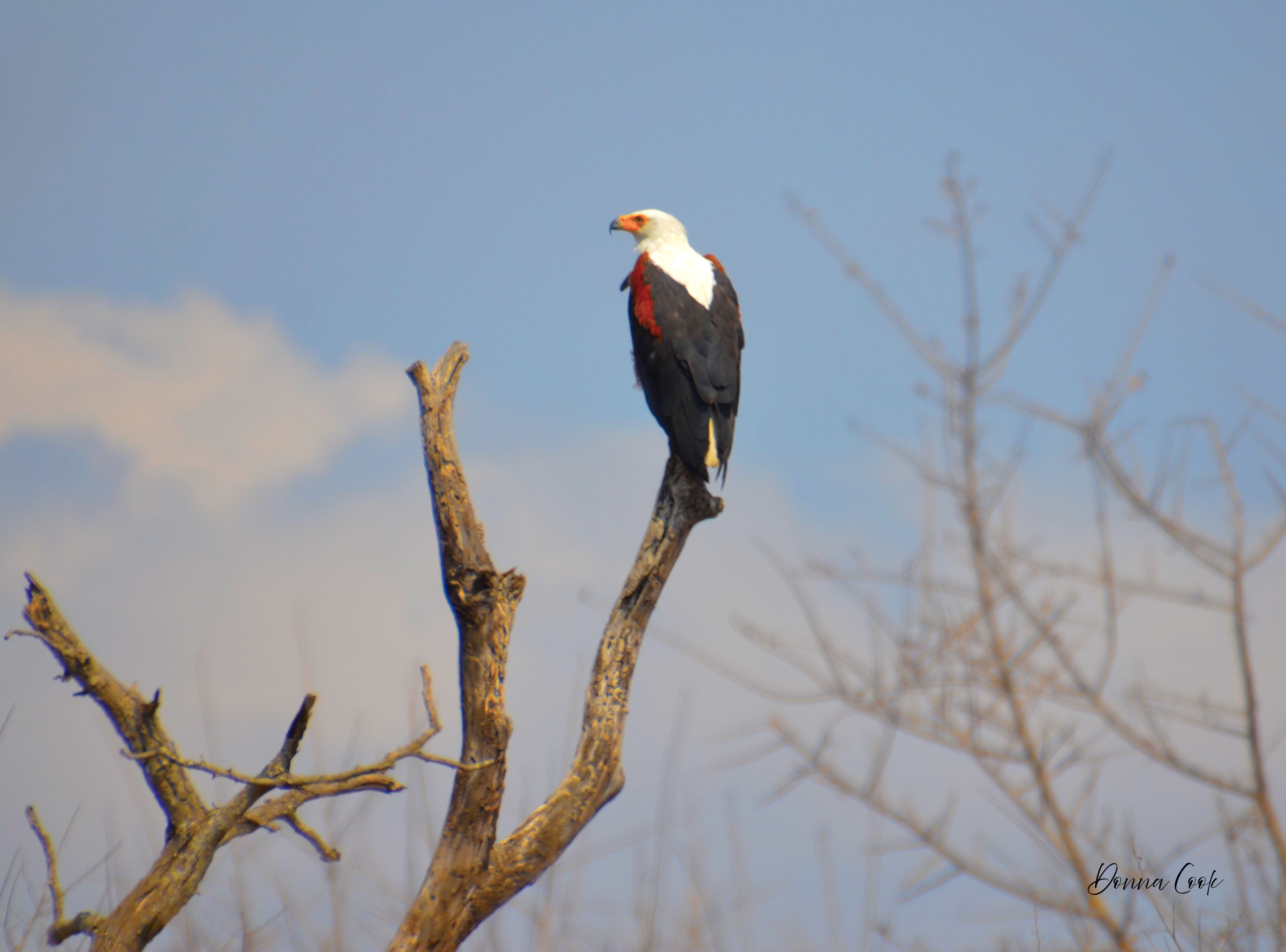 African Fishing Eagle