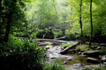 Appalachian Trail Creek