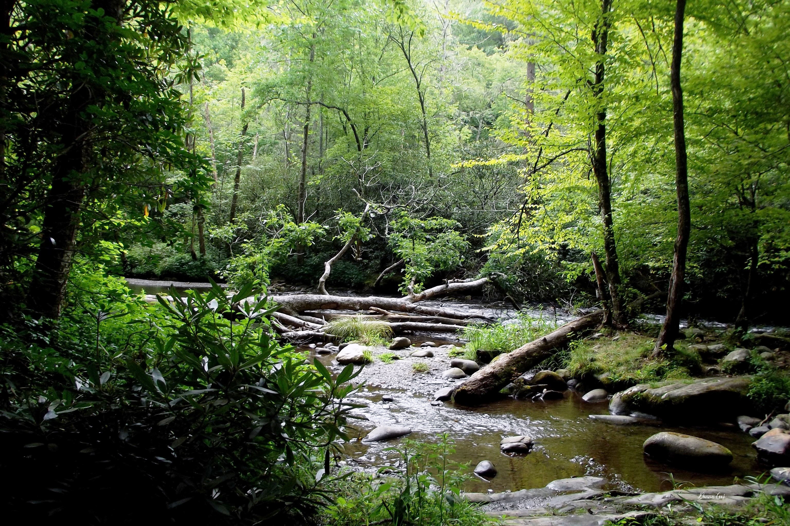 Appalachian Trail Creek