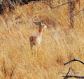 Impala Camoflauge