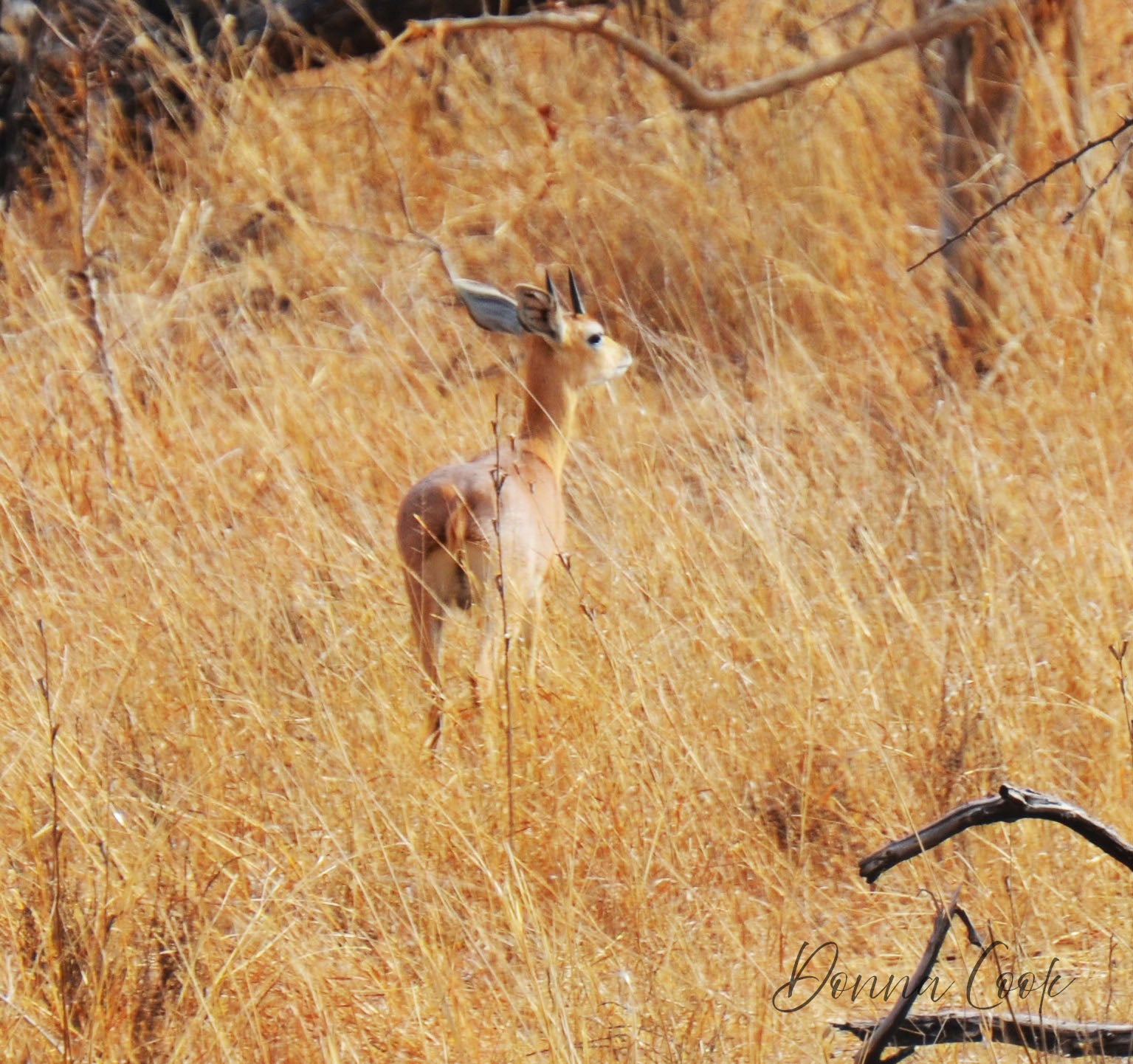 Impala Camoflauge