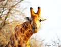 Giraffe Kiss