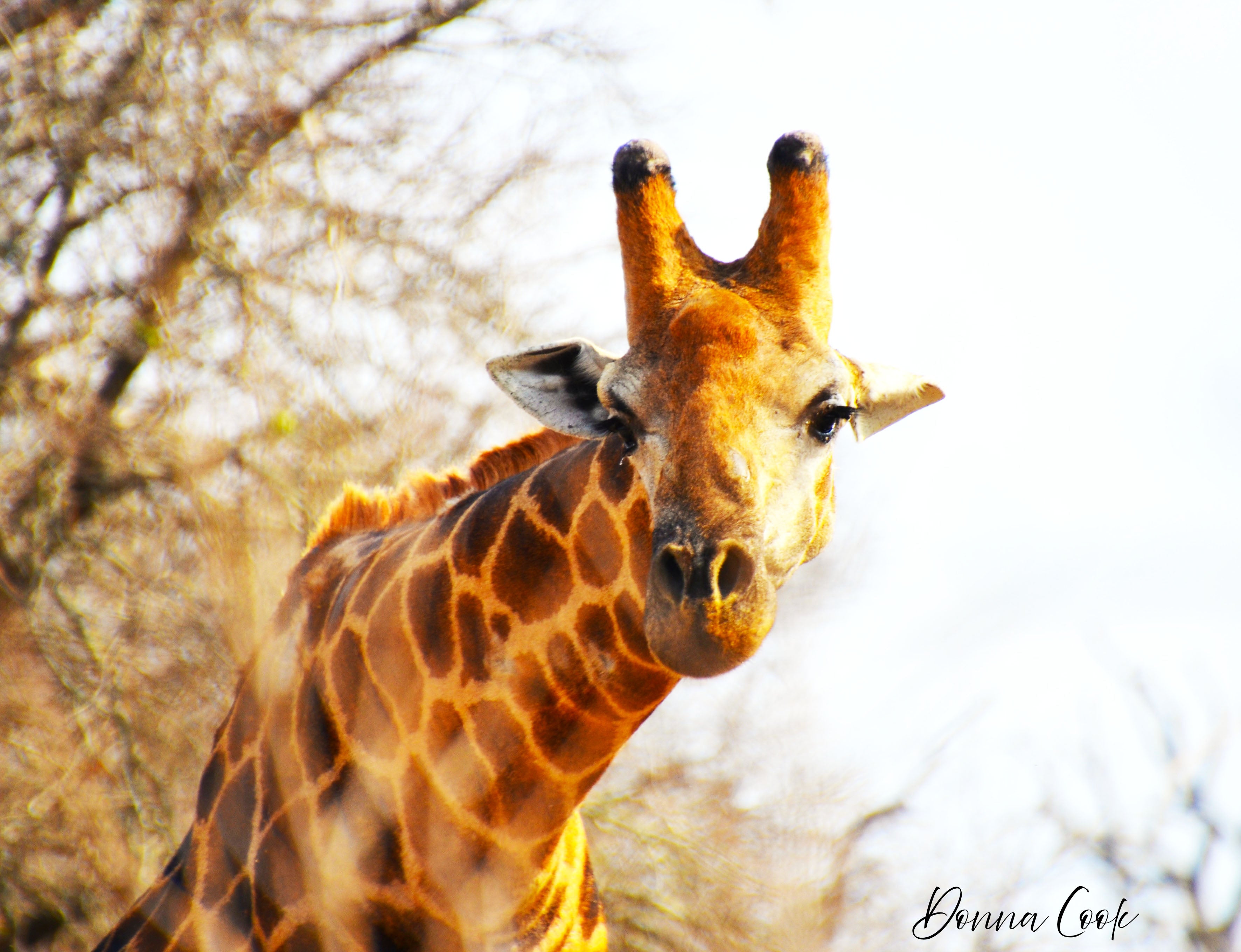 Giraffe Kiss