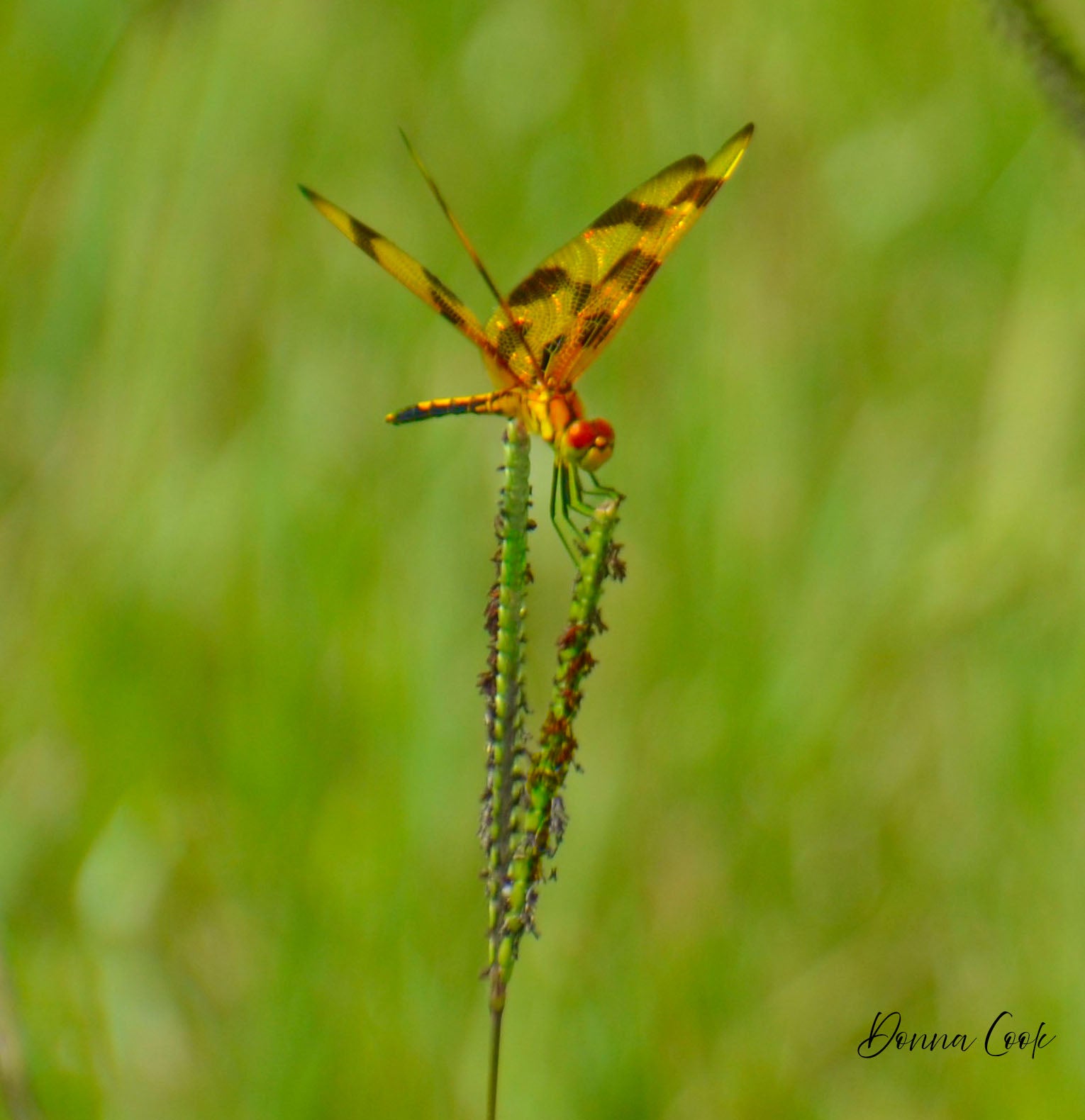 Dragonfly Lion