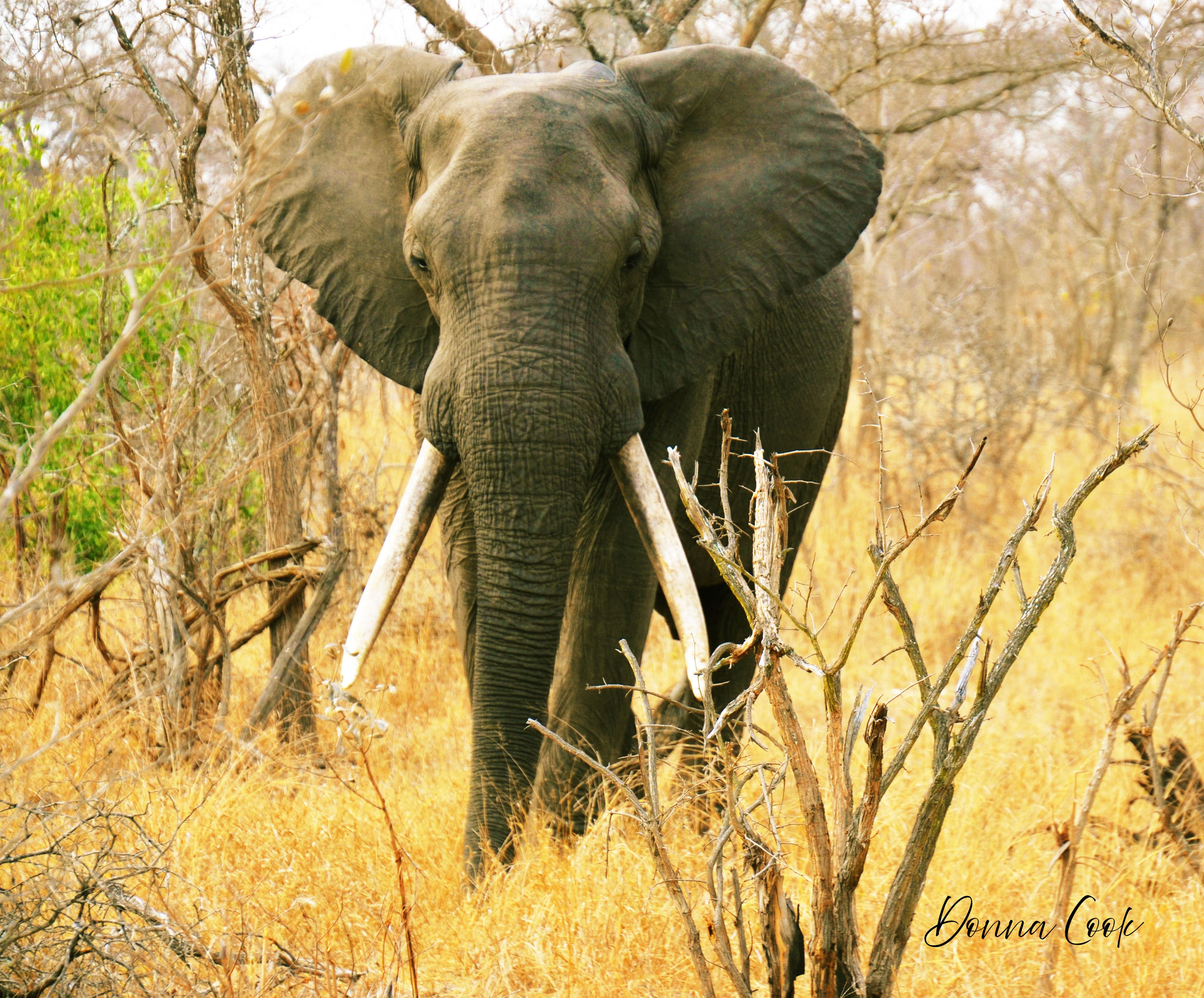 Elephant in Kroger National Park