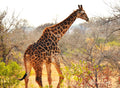 Giraffe in the wild