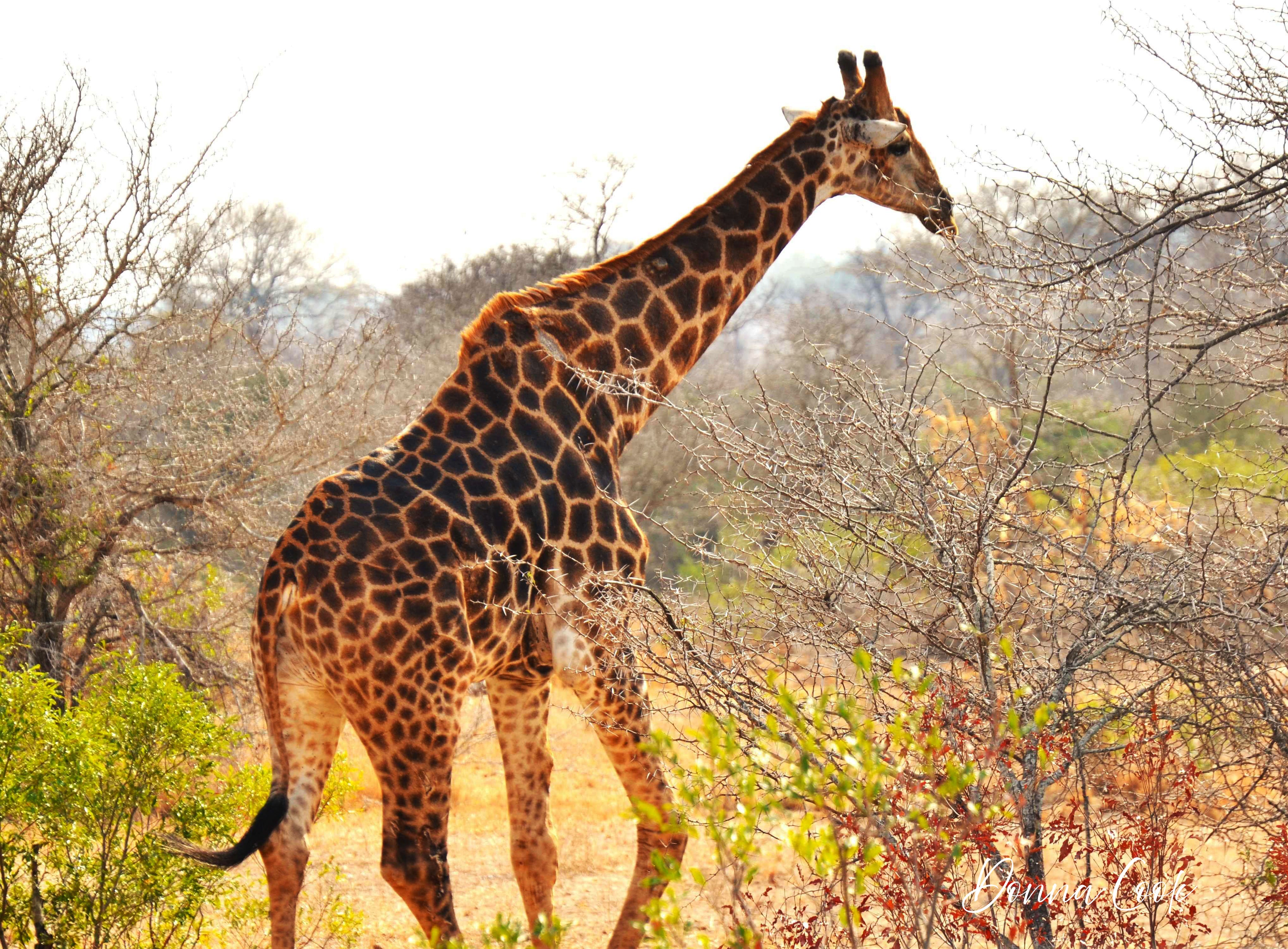 Giraffe in the wild