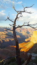 Mystic Tree in Grand Canyon