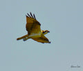 Osprey in Flight