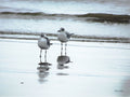 B&W Beach Reflections