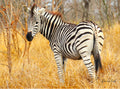 Zebra Closeup