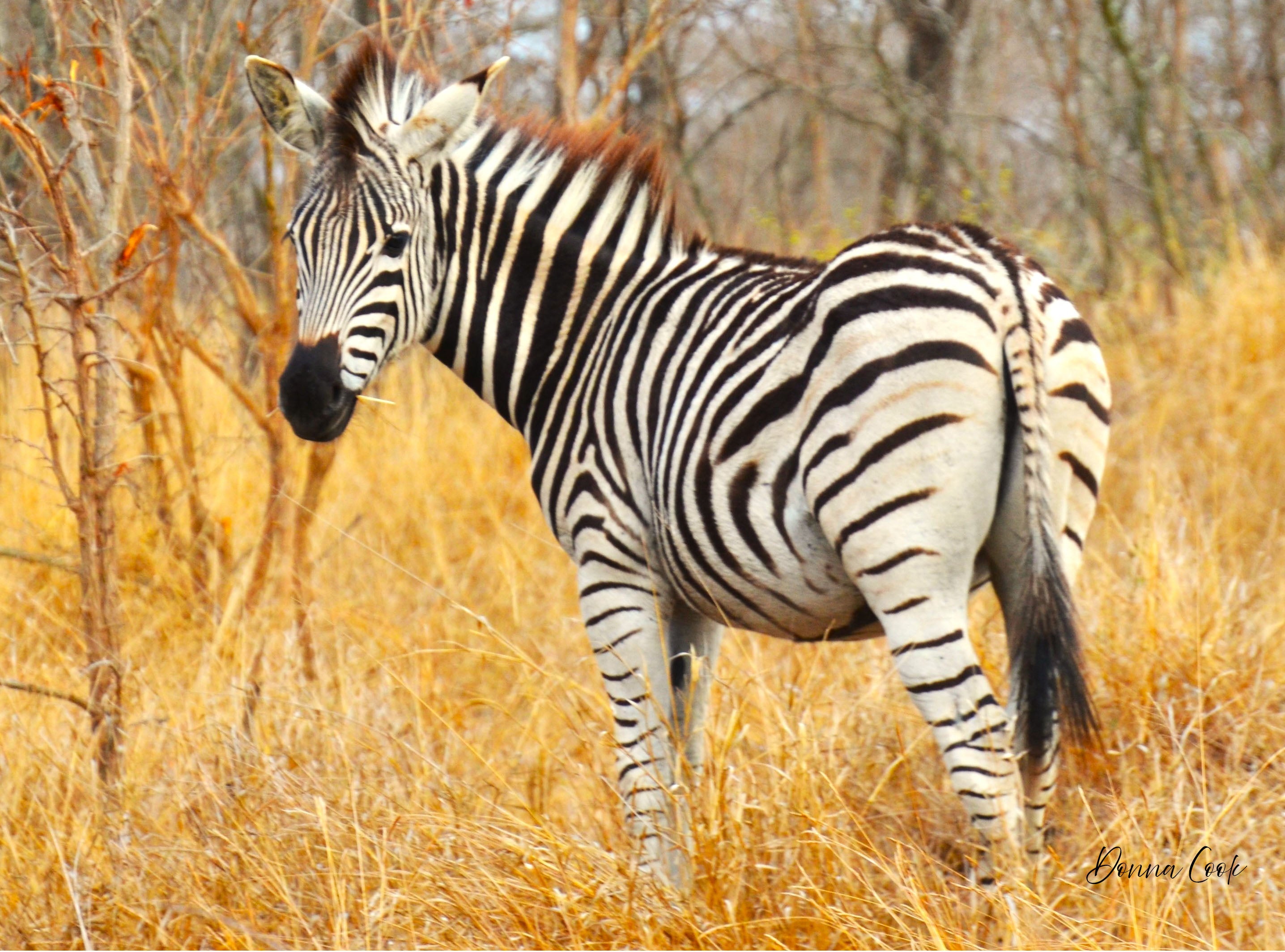 Zebra Closeup