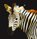 Balance-Zebra Energy