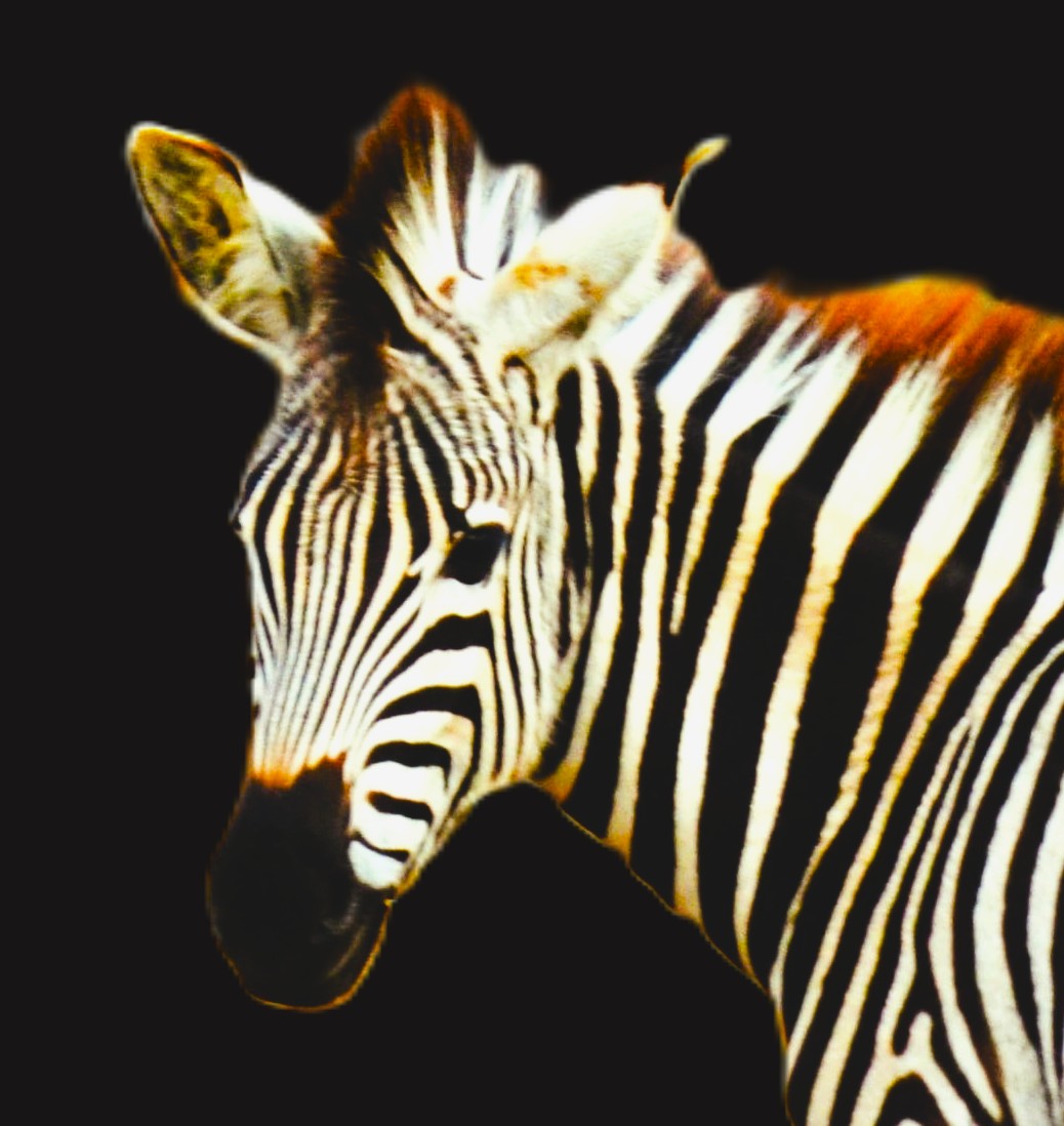Balance-Zebra Energy