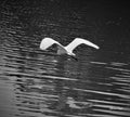 Great Egret In Flight